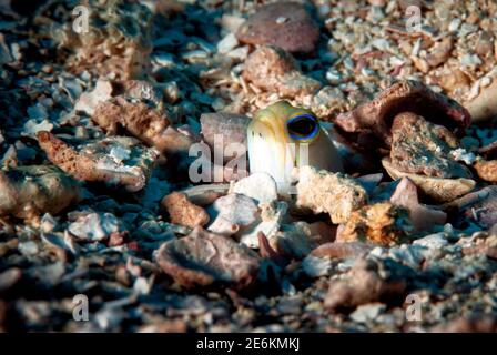 Nahaufnahme des Gelbkopfkiefers (Opistognathus aurifrons) Cordelia Bank, Roatan, Islas de la Bahia, Honduras Stockfoto