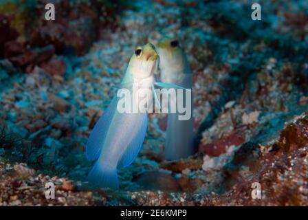 Makroaufnahme von zwei Gelbkopf-Kieferfischen (Opistognathus aurifrons) im Stehen. Cordelia Bank, Roatan, Islas de la Bahia, Honduras Stockfoto