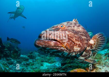 Karibischer Riffhai (Carcharhinus perezii) schwimmt über einem riesigen schwarzen Zackenbarsch (Mycteroperca bonaci). Tauchen in Cordelia Bank, Roatan, Islas de la Ba Stockfoto