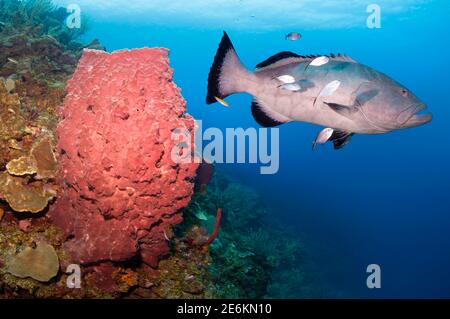 Schwarzer Zackenbarsch (Mycteroperca bonaci) schwimmt neben einem riesigen Barrel-Schwamm (Xestospongia muta). Roatan, Islas de la Bahia, Honduras Stockfoto