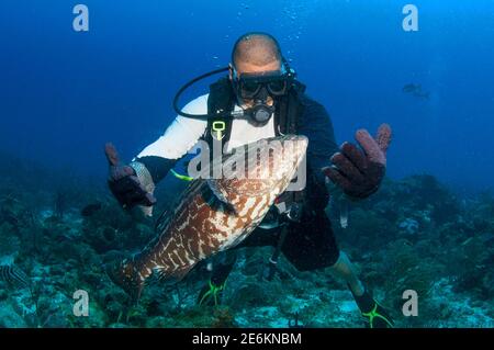 Taucher von Angesicht zu Angesicht mit einem Schwarzen Zackenbarsch (Mycteroperca bonaci), Tauchen in Cordelia Bank, Roatan, Islas de la Bahia, Honduras Stockfoto