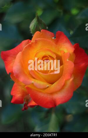 Rose mit roten - gelben Blütenblättern und grünen Blättern, bunte Rose mit Knospe im Garten, Rose Kopf Makro, Schönheit in der Natur, Blumenfoto, Makro-Foto Stockfoto