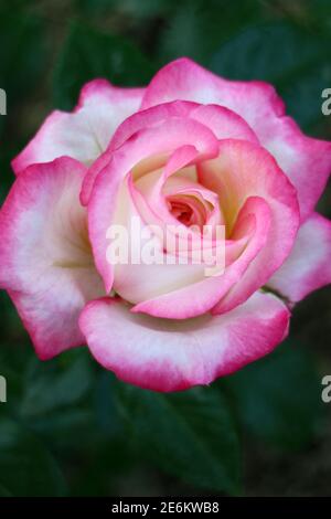 Rose mit rosa-weißen Blütenblättern und grünen Blättern, bunte Rose im Garten, Rose Kopf Makro, Schönheit in der Natur, Blumenfoto, Makrofotografie, Stock Stockfoto