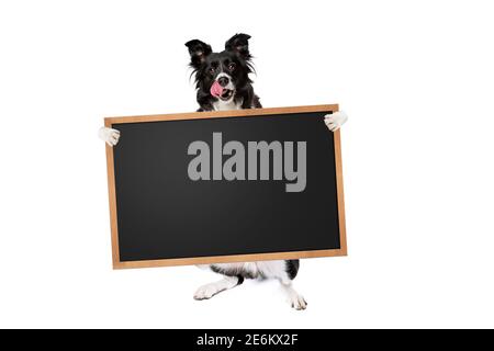 Stehende Grenze Collie Hund hält ein leeres Banner, Plakat oder Tafel, isoliert auf weißem Hintergrund Stockfoto