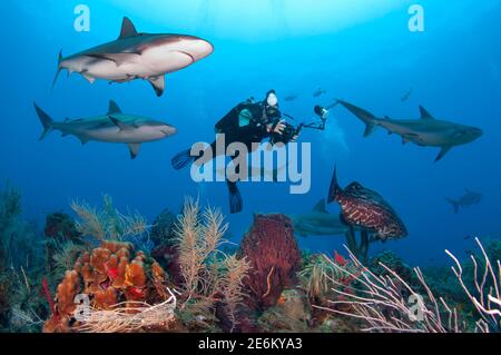 Unterwasserfotograf fotografiert schwarzen Zackenbarsch (Mycteroperca bonaci), während karibische Riffhaie (Carcharhinus perezi) herumschwimmen. Tauchen Stockfoto