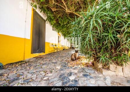 Grüner Innenhof des reichen traditionellen Hauses mit Weinindustrie in Alentejo, Portugal verbunden Stockfoto