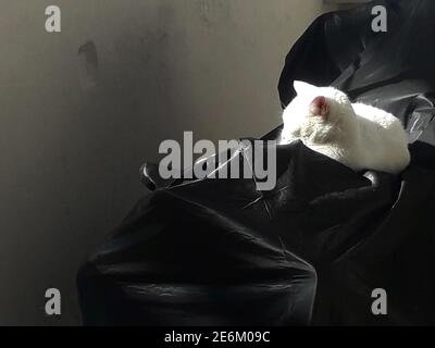 Kleine weiße Katze, die auf einem schwarzen Deckel ruht und sich sonnt Im Sonnenlicht Stockfoto