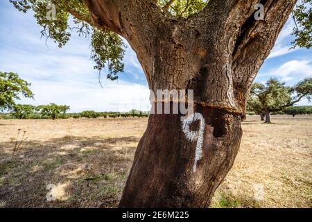 Entkleidete Rinde von Korkbaum auf Plantage in Alentejo, Portugal Stockfoto