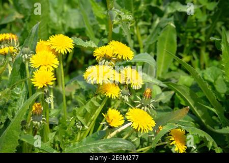 Leuchtend gelbe Blüten auf verschwommenem Hintergrund in Wiese. Gelber Löwenzahn auf grüner Wiese im Sommer. Sommerlandschaft im Wald. Stockfoto
