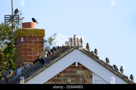 Starling (Sturnus vulgaris) Schar von mehr als 20 jungen unreifen Vögeln auf einem Hausdach mit einem oder zwei Erwachsenen Stockfoto