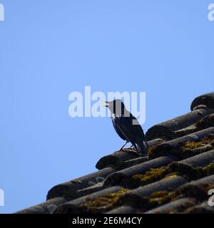 Starling (Sturnus vulgaris) singt auf einem Hausdach, in Silhouette Stockfoto