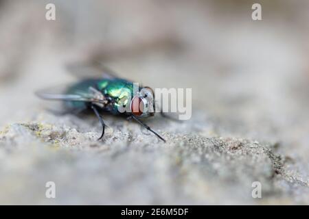 Nahaufnahme einer grünen Fliege, die auf Stein sitzt, Lucilia sericata Stockfoto