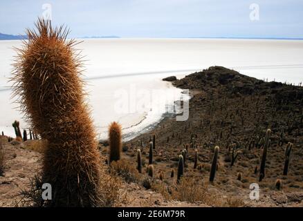 Kakteen, aufgenommen am 17. Oktober 2009 auf der Isla Incahuasi (Bolivien). Isla Incahuasi liegt im Salar de Uyuni, der größten Salzpfanne der Welt, die in den Anden bei Uyuni, Bolivien, liegt. Foto: Hauke Schroder weltweit im Einsatz Stockfoto