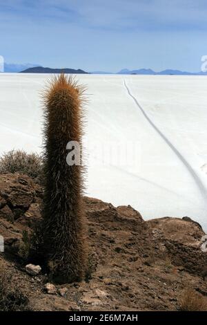 Kakteen, aufgenommen am 17. Oktober 2009 auf der Isla Incahuasi (Bolivien). Isla Incahuasi liegt im Salar de Uyuni, der größten Salzpfanne der Welt, die in den Anden bei Uyuni, Bolivien, liegt. Foto: Hauke Schroder weltweit im Einsatz Stockfoto