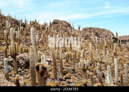 Kakteen, aufgenommen am 17. Oktober 2009 auf der Isla Incahuasi (Bolivien). Isla Incahuasi liegt im Salar de Uyuni, der größten Salzpfanne der Welt, die in den Anden bei Uyuni, Bolivien, liegt. Foto: Hauke Schroder weltweit im Einsatz Stockfoto