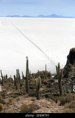 Kakteen, aufgenommen am 17. Oktober 2009 auf der Isla Incahuasi (Bolivien). Isla Incahuasi liegt im Salar de Uyuni, der größten Salzpfanne der Welt, die in den Anden bei Uyuni, Bolivien, liegt. Foto: Hauke Schroder weltweit im Einsatz Stockfoto