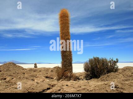 Kakteen, aufgenommen am 17. Oktober 2009 auf der Isla Incahuasi (Bolivien). Isla Incahuasi liegt im Salar de Uyuni, der größten Salzpfanne der Welt, die in den Anden bei Uyuni, Bolivien, liegt. Foto: Hauke Schroder weltweit im Einsatz Stockfoto