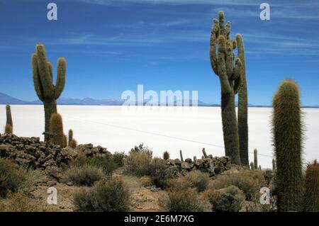 Kakteen, aufgenommen am 17. Oktober 2009 auf der Isla Incahuasi (Bolivien). Isla Incahuasi liegt im Salar de Uyuni, der größten Salzpfanne der Welt, die in den Anden bei Uyuni, Bolivien, liegt. Foto: Hauke Schroder weltweit im Einsatz Stockfoto