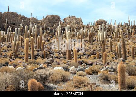 Kakteen, aufgenommen am 17. Oktober 2009 auf der Isla Incahuasi (Bolivien). Isla Incahuasi liegt im Salar de Uyuni, der größten Salzpfanne der Welt, die in den Anden bei Uyuni, Bolivien, liegt. Foto: Hauke Schroder weltweit im Einsatz Stockfoto