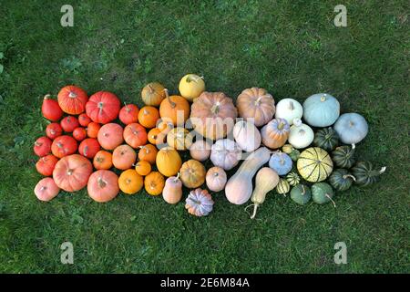 Kürbisse und Kürbisse verschiedene Sorten ernten. Buntes Herbstgemüse. Stockfoto