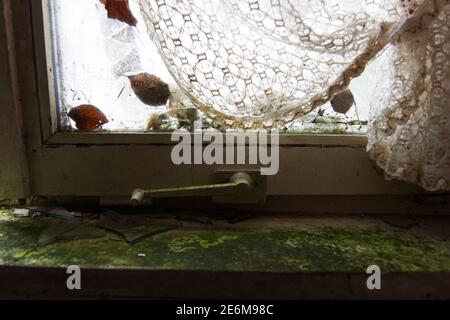 Details der Fenster in einem verlassenen Haus, moosige Fensterbank und alten Fenstergriff Stockfoto