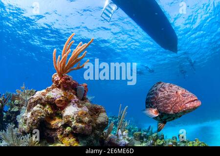 Großer schwarzer Zackenbarsch (Mycteroperca bonaci) mit Korallen und Tauchboot in der Oberfläche dahinter. Roatan, Islas de la Bahia, Honduras Stockfoto