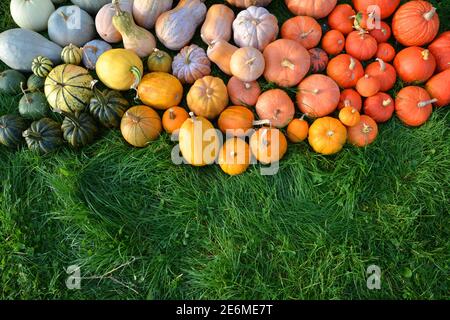 Schöne Sammlung von Kürbissen und Squashes auf dem Gras. Herbsthintergrund. Stockfoto