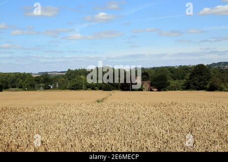 Blick über das Weizenfeld in Richtung St. Mary's Church, Little Chart, Ashford, Kent, England, Großbritannien Stockfoto