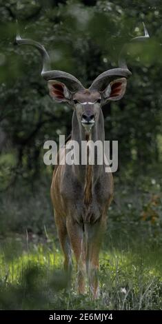 Ein schöner männlicher Kudu posiert für ein Foto Stockfoto