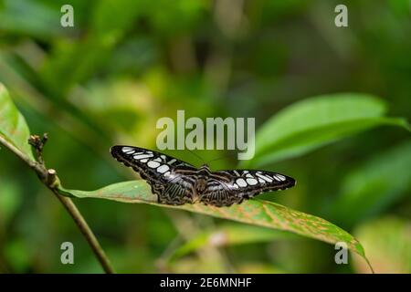 Clipper, Parthenos Sylvia. Nahaufnahme des Schmetterlings. Stockfoto