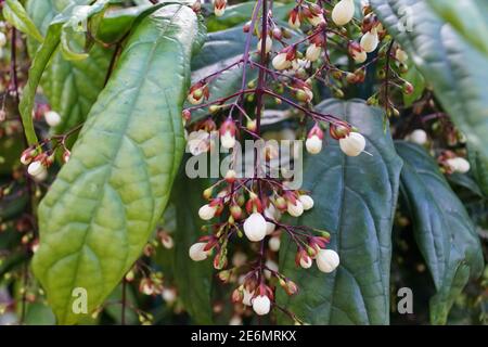 Winzige weiße Knospen von Chains of Glory Blumen, aus einer Minzfamilie Stockfoto