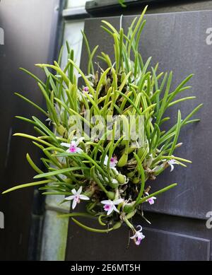An der Wand hängt die winzige weiße Orchidee Miltoniopsis Stockfoto