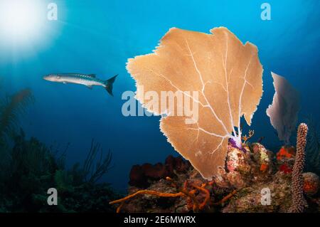 Der große Barracuda oder der riesige Barracuda (Sphyraena barracuda), der neben einem riesigen gemeinsamen Meeresfan (Gorgonia ventalina) schwimmt, mit der Sonne, die hinter der Brandung scheint Stockfoto