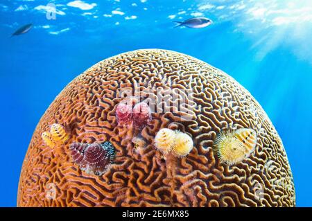 Gerillte Hirn-Koralle (Diploria labyrinthiformiswith) mit christbaumwurm, Roatan, Bay Islands, Honduras, Center America Stockfoto