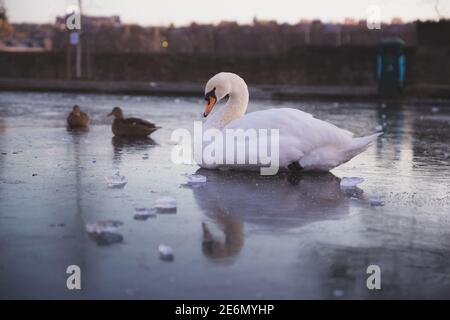 Ein europäischer weißer Mute Swan (Cygnus olor) mit Stockenten, auf einem gefrorenen Winter Ententeich im Inverleith Park in Stockbridge, Edinburgh, Schottland. Stockfoto