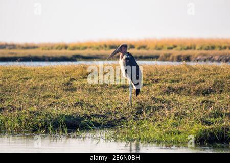 Marabou Stork Leptoptilos Crumenifer steht am Ufer des Chobe River im Nationalpark in Botswana, Afrika Stockfoto