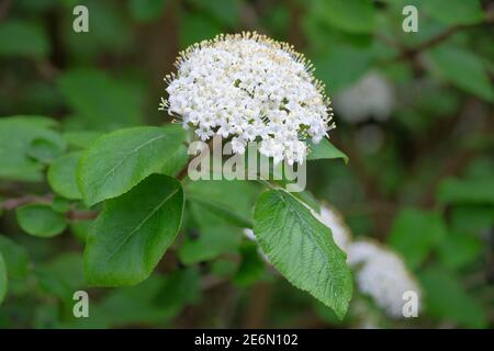 Wanderbaum (Viburnum lantana). Gewöhnlicher Wanderbaum, Baumwollbaum, Kovenbaum, kalkiger Baum, mehliger Baum, die Baumwolle, Twistwood. Weiße Blüten Stockfoto