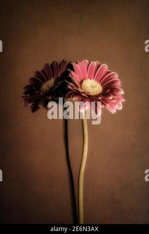 Rote Gerbera mit Reflexions- und Texturüberzug Stockfoto