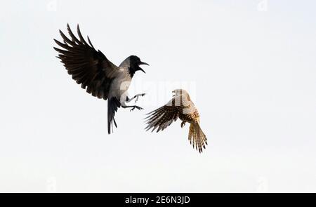 28. Januar 2021, Berlin: Auf dem Tempelhofer Feld, einem Gelände des ehemaligen Flughafens Tempelhof, wird ein Turmfalken (r) von einer Nebelkrähe angegriffen. Foto: Hauke Schroder/dpa-Zentralbild/ZB weltweit im Einsatz Stockfoto