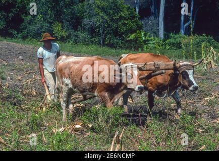 VEGA DE CHACHIQUE, TRUJILLO STATE, VENEZUELA, 1988 - man pflügt Feld mit Ochsen auf kleinen Bauernhof in den Anden. Stockfoto