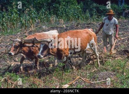 VEGA DE CHACHIQUE, TRUJILLO STATE, VENEZUELA, 1988 - man pflügt Feld mit Ochsen auf kleinen Bauernhof in den Anden. Stockfoto