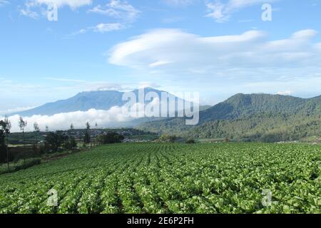 Weite der Ölpalmenhaine auf Brakseng Hügel, Batu Stadt mit einem Berg Hintergrund und klaren Himmel. Frische Morgenansicht des Hochlandes. Natürliche Touristen Stockfoto