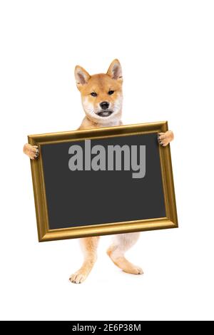 Stehender shiba inu Welpe Hund hält ein Plakat oder Tafel, golden gerahmt, isoliert auf weißem Hintergrund Stockfoto