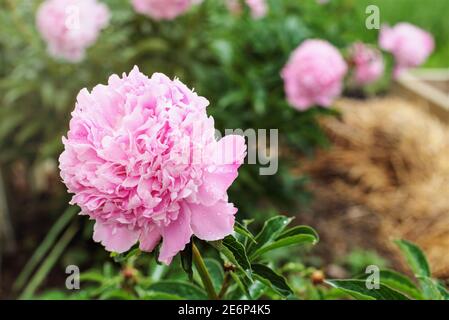 Garten von schönen blühenden rosa Pfingstrosen Pflanzen. Selektiver Fokus auf Blume im Vordergrund mit unscharfem Hintergrund. Stockfoto