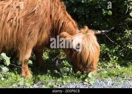 Longhorn an der Seite der Straße zum Folgefonna Gletscher Im Folgefonna Nationalpark in Norwegen Stockfoto