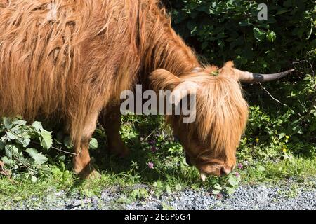 Longhorn an der Seite der Straße zum Folgefonna Gletscher Im Folgefonna Nationalpark in Norwegen Stockfoto