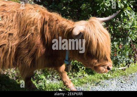 Longhorn an der Seite der Straße zum Folgefonna Gletscher Im Folgefonna Nationalpark in Norwegen Stockfoto