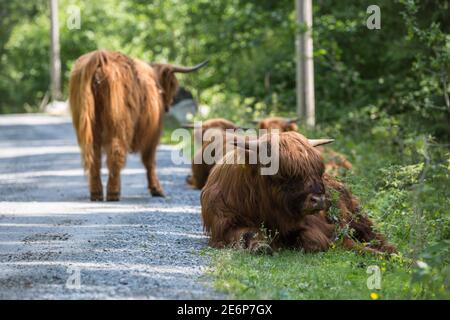 Longhorns an der Seite der Straße zum Folgefonna Gletscher Im Folgefonna Nationalpark in Norwegen Stockfoto