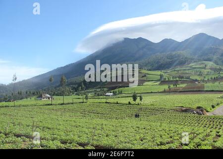 Weite von Ölpalmenhainen auf Brakseng Hill, Batu Stadt mit einem Berg Hintergrund und klaren Himmel. Frische Morgenansicht des Hochlandes. Netzwolke Stockfoto