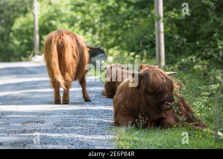 Longhorns an der Seite der Straße zum Folgefonna Gletscher Im Folgefonna Nationalpark in Norwegen Stockfoto